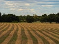 Farmland with striped field drying hay