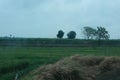 Farmland and tree, green, cool and full O2