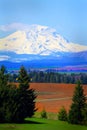 Farmland under Mt Adams Royalty Free Stock Photo