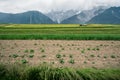 Farmland with vegatable field and tractor fertilizing the field in front of cloudy Alp mountains in Mieminger Plateau, Tyrol, Royalty Free Stock Photo