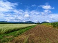 Farmland with white flowering buckwheat Royalty Free Stock Photo