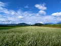 Farmland with white flowering buckwheat Royalty Free Stock Photo