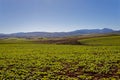 Farmlands along the Garden Route in the Western Cape, South Africa, showing crops in the fields