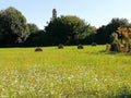Farmlands in italy with wildflowers haybales and church