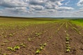 Farmlands and meadows in the Moldavian, Republic of Moldova