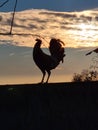 Farmlife rooster sunset Royalty Free Stock Photo