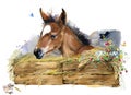 Foal illustration. watercolor farms animal collection.