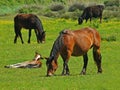 Farms animals