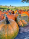 Farmstand with rows of pumpkins in various colors of orange and green. Royalty Free Stock Photo