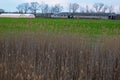 Farmstead and Greenhouse in the Background Behind the Bulrush Royalty Free Stock Photo