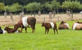 Farmstead is named after traditional Dutch cattle de Lakenvelder Royalty Free Stock Photo