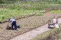 Farmwoman in China fertlizing soil and plants.