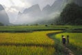 Farmworker going to the rice field