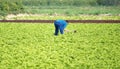 Farmworker shoveling or hoeing soil with a hoe in a lettuce plantation agricultural field in Spain