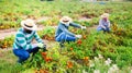 Farmworkers in protective masks checking diseased tomatoes on field Royalty Free Stock Photo