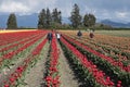 Farmworkers At The Tulip Festival Royalty Free Stock Photo