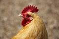 Farmyard chicken Royalty Free Stock Photo