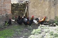 Farmyard with chickens