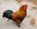 Farmyard Cockerel Royalty Free Stock Photo