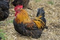 Farmyard cockerel Royalty Free Stock Photo