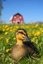 Farmyard duck Royalty Free Stock Photo