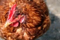 A farmyard hen chicken Royalty Free Stock Photo
