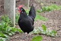 Farmyard Hen Royalty Free Stock Photo