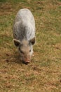 Farmyard Pig. Royalty Free Stock Photo