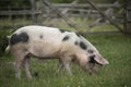 Farmyard Pig Royalty Free Stock Photo