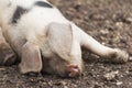 Farmyard pig Royalty Free Stock Photo