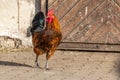 Farmyard rooster in an educational farm Royalty Free Stock Photo