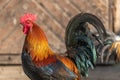 Farmyard rooster in an educational farm Royalty Free Stock Photo