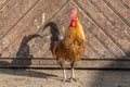 Farmyard rooster in an educational farm Royalty Free Stock Photo