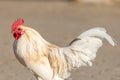 Farmyard rooster in an educational farm Royalty Free Stock Photo