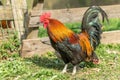 Farmyard rooster on an educational farm Royalty Free Stock Photo