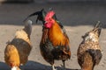 Farmyard rooster and hen on an educational farm Royalty Free Stock Photo