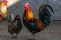 Farmyard rooster and hen on an educational farm Royalty Free Stock Photo