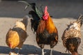Farmyard rooster and hen on an educational farm Royalty Free Stock Photo