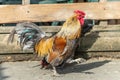 Farmyard rooster and hens on an educational farm Royalty Free Stock Photo