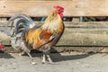 Farmyard rooster and hens on an educational farm Royalty Free Stock Photo