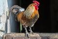 Farmyard rooster perched on a gate in an educational farm Royalty Free Stock Photo