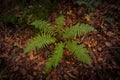 Farn with foliage background in undergrowth Royalty Free Stock Photo