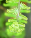 Farn leaves glowing green background Royalty Free Stock Photo