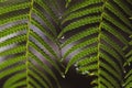 Green fern with water drops Royalty Free Stock Photo