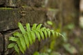 Farn tree on the wall Royalty Free Stock Photo