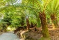 Farn trees in the jungle from Lost gardens of Heligan Cornwall U Royalty Free Stock Photo