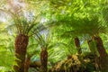 Farn trees in the jungle from Lost gardens of Heligan Cornwall U Royalty Free Stock Photo