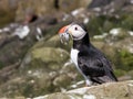 Farne Island Puffins carrying sand eels Royalty Free Stock Photo