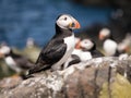 Farne Island Puffins Royalty Free Stock Photo