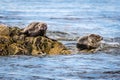 Farne Islands Grey Seals